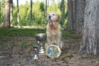 Piirinmestari 2012
knn Goldgingers Red Hot Pepper om. Miia Valkama